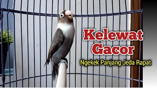 Mungkin Jenis Lovebird GACOR Ngekek Panjang Seperti ini Yang Paling di Sukai Penghobi Labet [upl. by Pelletier829]