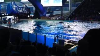 Shamu Rocks Opening at Seaworld San Antonio  72013 [upl. by Mabel291]