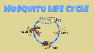 Mosquito Life Cycle  Life Cycle of a Mosquito [upl. by Ielirol558]