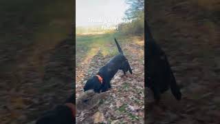 Otis’s 1st pheasant dog puppy pheasent doglover shorts shortvideo dogs [upl. by Kerrison289]