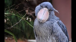 Shoebill  An Amazing Bird [upl. by Freeman]