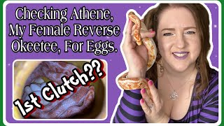 Corn Snake Vlog Athene Laid Eggs Will This Be Her Only Clutch Ellie Snake Lady [upl. by Dinse778]