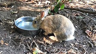 Rabbit survives by drinking water [upl. by Ursulina]