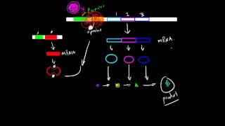 Operon Structure and Function [upl. by Lemmie311]