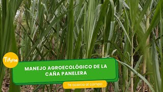 Manejo agroecológico de la caña panelera TvAgro por Juan Gonzalo Angel Restrepo [upl. by Conover]