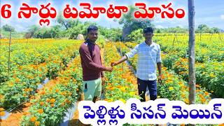 క్యాలెండరులో పండగలు పెళ్లిళ్లు చూసుకొని నమ్మకంతో చెండు మల్లి సాగుchendumallimarigold cultivation [upl. by Jaffe764]