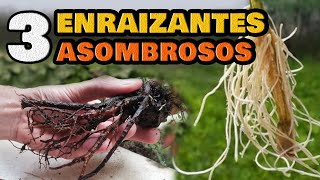 3 ENRAIZANTES NATURALES CASEROS Súper POTENTES 🌱 Para ESQUEJES ACODOS y TRASPLANTES [upl. by Names]