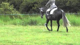 Novice 30 Dressage test [upl. by Eimarrej]