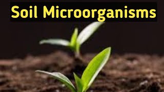 Soil MicrobiologySoil MicroorganismsImportanceTypesRohitMane Scientistracademy [upl. by Naoma765]