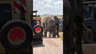 Travel to Africa l Magical Africa l Luxury Safari [upl. by Ita]