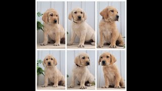 Playful Labrador Retriever Puppies at 8 weeks old [upl. by Illak]