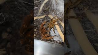 Pterinochilus murinus RCF Orange Baboon Tarantula Pairing [upl. by Zoara]