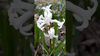 SnoWDrops nature [upl. by Chester449]