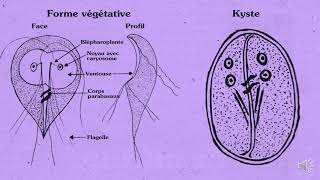 Giardia Intestinalis [upl. by Nelhsa641]