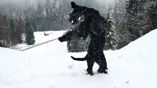 Giant Schnauzer Playing in the Snow 2021 [upl. by Nazar38]