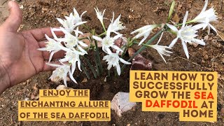 Seaside Elegance Cultivating Sea Daffodils at Home 🌊🌼daffodil gardening gardeningtips flowers [upl. by Katsuyama]