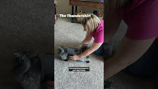 The Thundershirt for Dog Anxiety 😰❤️ pets doganxiety [upl. by Tome121]