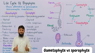 Division bryophyta  Gametophyte and sporophyte in bryophyte [upl. by Ahsaek]