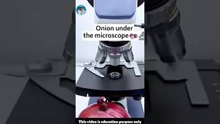 Onion under the microscope 🔬 [upl. by Ardnauq]