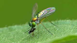 Longlegged Fly Feeds On An Insect [upl. by Foushee]