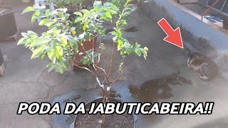 COMO PODAR UMA JABUTICABEIRA HÍBRIDA EM VASO  PODA DE FRUTÍFERAS [upl. by Rolph]