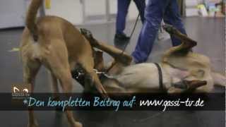 Beitrag zur Hund amp Pferd 2012 Dortmund [upl. by Delores]