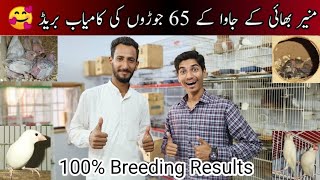 Visit Muneer Bhai 65 Pairs Java Sparrow Setup  Java Sparrow Breeding Progress  Birds [upl. by Anegroeg386]