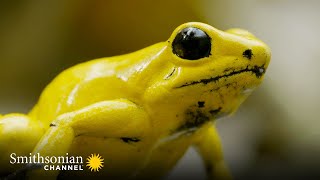 The Most Toxic Frog Has a Beautiful Singing Voice 🐸 Into the Wild Colombia  Smithsonian Channel [upl. by Ahsyat]