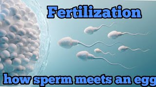 fertilization how the sperm meets an egg journey of a sperm to meet an egg [upl. by Kacey680]