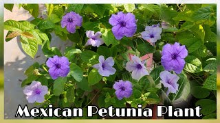 Ruellia SimplexMexican PetuniaBest Flowering Plant For BeginnersFull Care [upl. by Siurad]