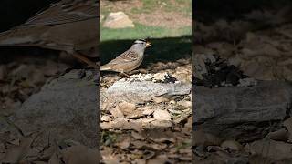 Whitecrowned Sparrow🐦Sunny Morning Buffet whitecrownedsparrow [upl. by Jakoba]