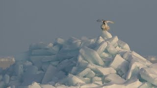 Snowy owl amp natures ice fortress [upl. by Lolita210]