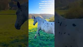 Abandoned horse gets a new life She is amazing🧡drafthorse cross equestrian training rescue [upl. by Ode298]