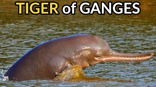 Ganges River Dolphin  The Rare Apex Predator of the Ganges River [upl. by Peednam]