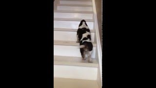 basset hound puppy climbs stairs for first time [upl. by Carothers]