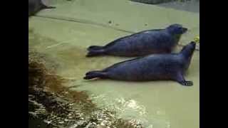 Common Seals Eating Behavior  Zoo Antwerp [upl. by Homerus]