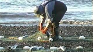 Set Net Salmon Fishing from Shore  Coffee Point near Egegik Alaska [upl. by Winchell213]