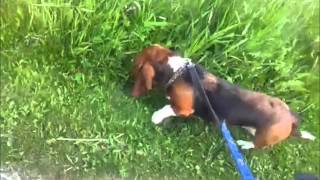 Teach Dog to Stop amp Smell Only on Command [upl. by Irim482]