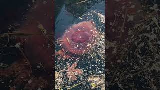 Trying to clear the waters for a lions mane jellyfish jellyfish oceanlife oceancreature ￼ [upl. by Esertal]