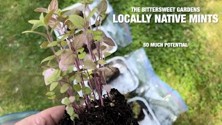 The Bittersweet Garden Locally Native Mints [upl. by Ahcire]