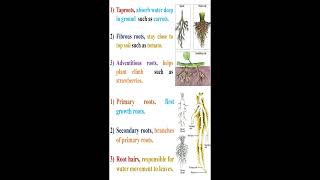 Plant Roots Types and Parts geneticteacher [upl. by Ekeiram]