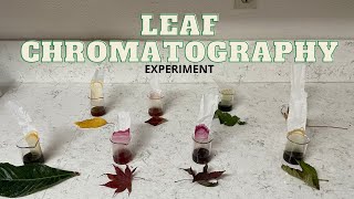 Leaf Chromatography Chlorophyll is the main pigment used for photosynthesis [upl. by Socem]