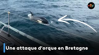 Une attaque dorque en Bretagne [upl. by Shatzer861]