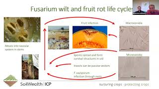 SWICP Webinar Fusarium wilt of melons [upl. by Nywles671]