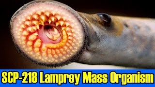 SCP218 Lamprey Mass Organism Predatory colonial organism of lampreys hungers [upl. by Lurlene176]