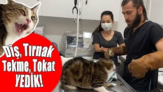 CANIMIZI ZOR KURTARDIK 😱 Kedi Saldırısında Yeni Seviye İstanbul 😅 inanoğlu kedisaldırısı [upl. by Simmonds]