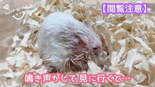 【閲覧注意】鳴き声がするので見に行くとハムスターが大変なことになっていました！ [upl. by Mosier58]