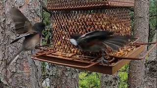 Chestnutbacked Chickadee hissing Darkeyed Junco off the feeder [upl. by Maia]