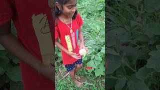 🌶🥒 கிராமத்து விவசாயம் thoothukudi trending farmer clips vegetables [upl. by Odlanir]