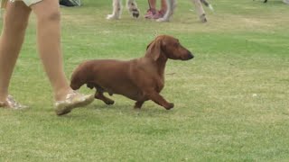 2024 Canine Amenities Show  Hounds [upl. by Hilleary233]